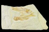 Rare, Amphiplaga with Knightia Fossil Fish - Wyoming #143759-1